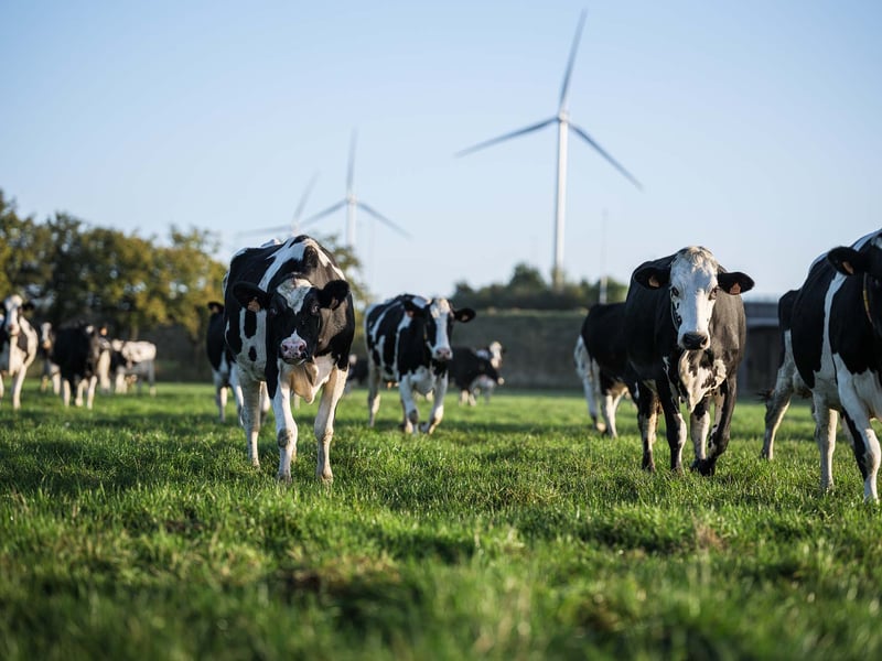 De happy cows van Van Meer Foods