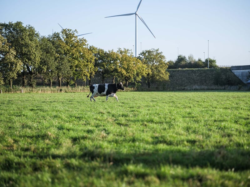 Van Meer - © Pieter DHoop-45